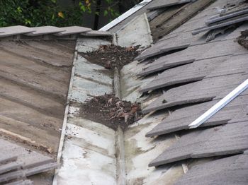 cleaning the cement tile roof valley trough
